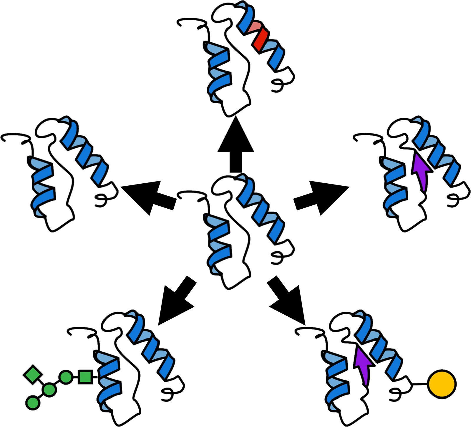 One protein diverging into multiple proteoforms carrying different modifications